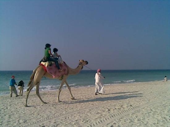 camel-beach-uae